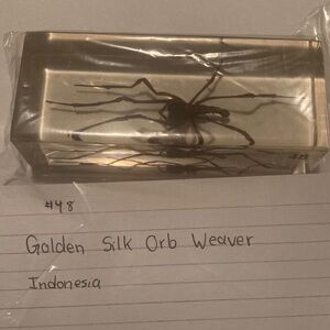 Golden Silk Orb Weaver - Indonesia